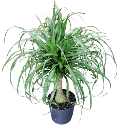 Ponytail Palm